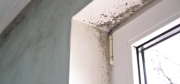 Mould Removal services image