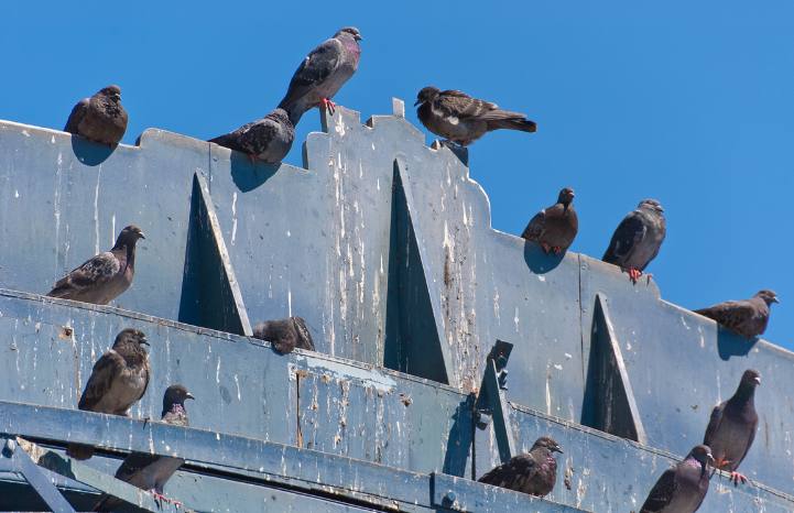 The Risks of DIY Guano Removal