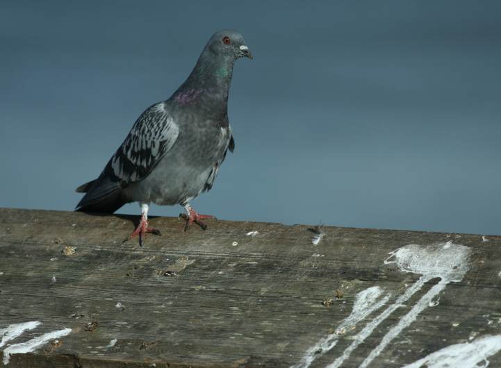 Why Choose The Sparkle Gang for Pigeon Guano Removal